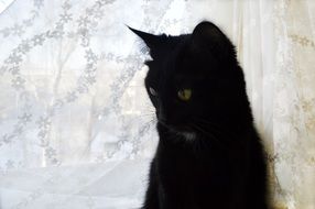 black cat on white background