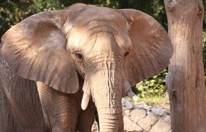 African elephant in wildlife