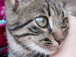domestic gray cat close up