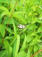 small Garden Spider