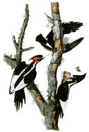 Woodpecker drawing