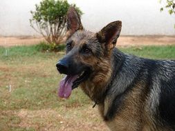 German Shepherd pastor dog