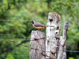 Colorful beautiful Little Bird on a wood among nature
