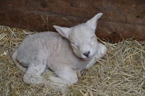 sleepy farm young sheep