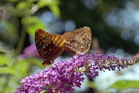 two amazing butterflies in the garden