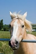 golden pony on a farm