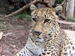 Leopard in wildlife