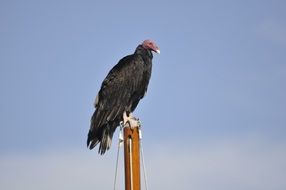 black dangerous vulture