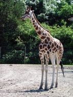 Giraffe in the safari in Denmark