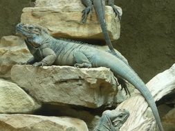 iguana on stones