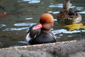 portrait of young duck near the shore on the water