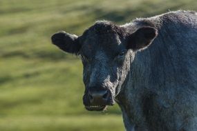 black cow in the highlands in Scotland