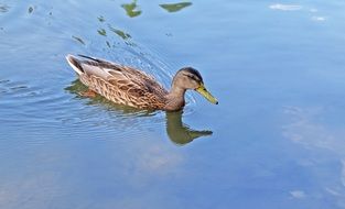 Mallard duck is swimming