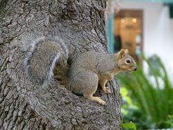 stunningly beautiful Squirrel