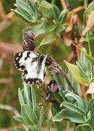 Butterfly Black And White