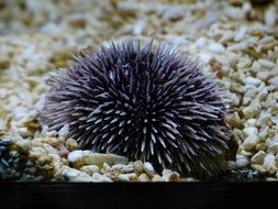 sea urchin on pebbles