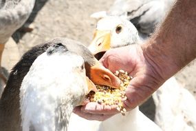 geese eat out of the hand of man close-up