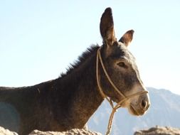 donkey in mountains