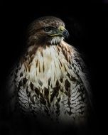 Falcon, young bird in darkness, digital art