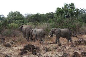 family of Elephants in wild, Tanzania