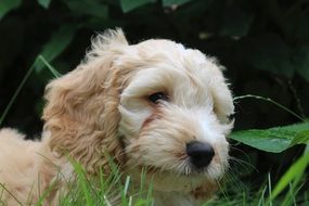 Cockapoo puppy in the grass