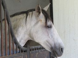 white horse on a farm