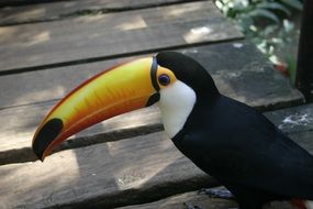 Tucan Bird in nature
