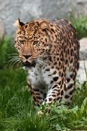 dangerous leopard in wildlife