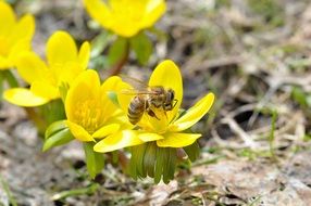 bee pollinating early bloomer