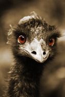 portrait of a curious bird