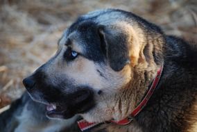 portrait of Blue Eyed Dog