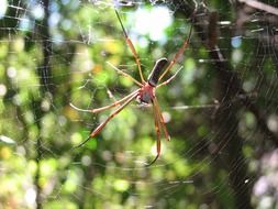 spider on a web on a background of green wood