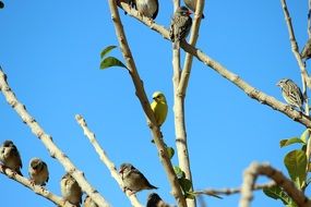 little birds on branches of a tree in the morning