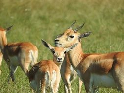 flock of african gazelles