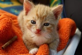 sleepy red kitten