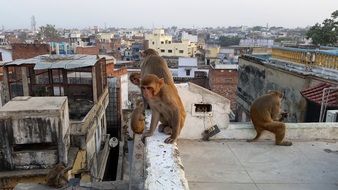 monkeys on the roof of the house