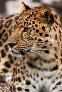 majestic leopard