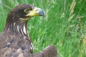 profile portrait of golden eagle in grass