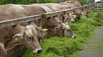 cows eat green grass from the feeders