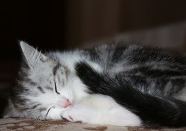 sleeping sweet kitten