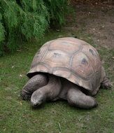 turtle with large carapace