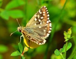 Lepidoptera butterfly on plant