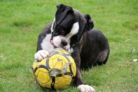 black and white boxer gnawing a ball