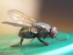 insect close up