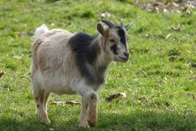 goat on the grass on a blurred background