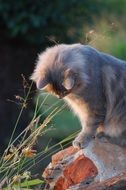 grey cat on the stone