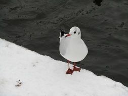 Seagull is on the snow