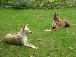 beautiful and cute Dog Podenco