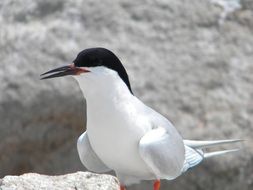 Black and white seagull stands on the rock