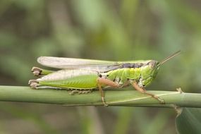 Grasshopper on the plant